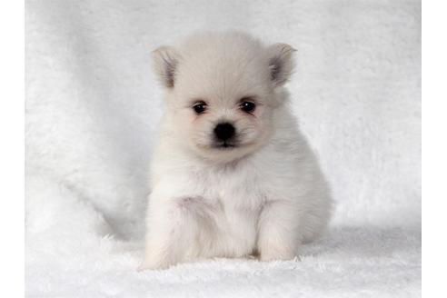 成約済の大阪府のポメラニアン-83024の1枚目